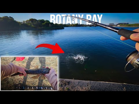 Видео: Вылов мягкого пластика в районе залива Ботани