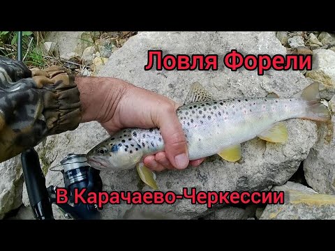 Видео: Ловля Форели в Карачаево-Черкесии