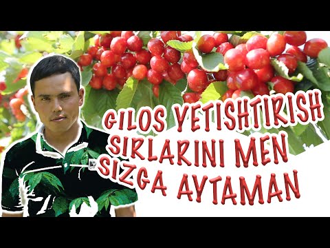 Видео: ГИЛОС етиштириш сирлари / GILOS yetishtirish sirlari