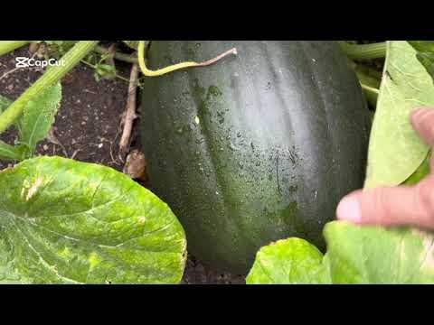 Видео: Уже убрали картофель