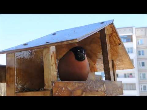 Видео: Снегирь и интересные факты о нем