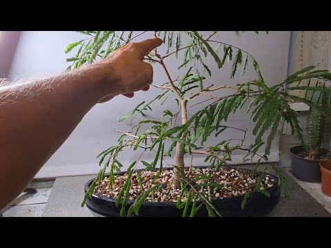 Видео: Персидское шелковое дерево: путь бонсай до сих пор