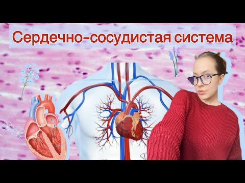 Видео: ССС | Курс частной гистологии | РНИМУ 