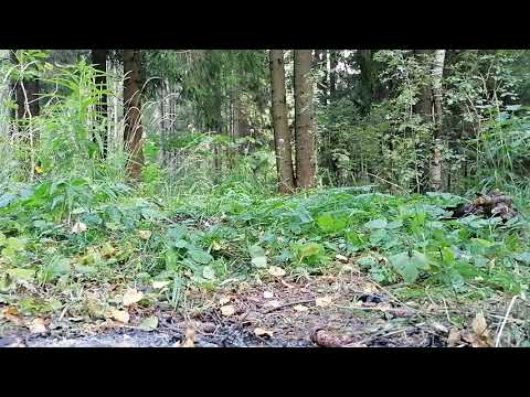 Видео: Не связывайся с РСП... вообще. Никогда. Ты проиграешь.