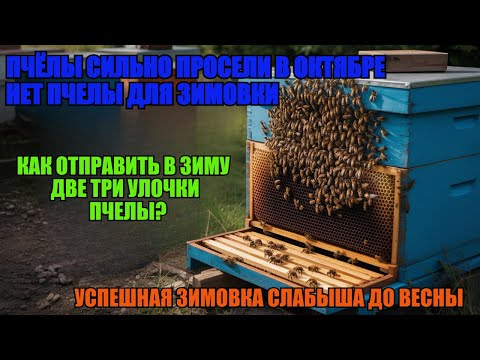 Видео: Куда ДЕЛАСЬ ПЧЕЛА НЕТ ПЧЕЛЫ ДЛЯ ЗИМОВКИ как СПАСТИ И ОТПРАВИТЬ В ЗИМУ ДВЕ ТРИ УЛОЧКИ ПЧЕЛЫ ☝️🐝🐝