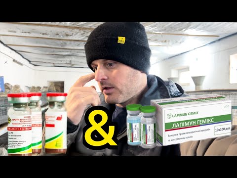 Видео: Чим і коли вакцинувати кроликів від ВГБК і міксоматозу⁉️