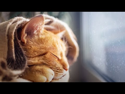 Видео: Пора отвлечься и лечь спать 🎵 Пора расслабиться и отдохнуть, любимая музыка вашего кота