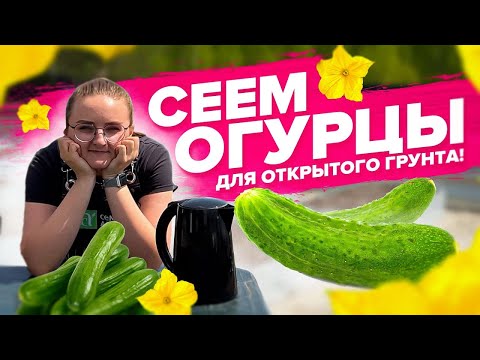 Видео: ВАЖНО ЗНАТЬ ЕСЛИ ВЫРАЩИВАЕТЕ ОГУРЦЫ НА УЛИЦЕ! МИКОРИЗА