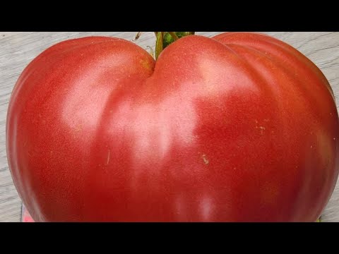 Видео: Томат ЛЮБИМЫЙ ПРАЗДНИК 