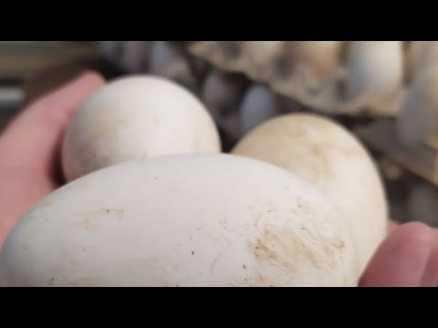 Видео: Правильное хранение гусиных яиц!
