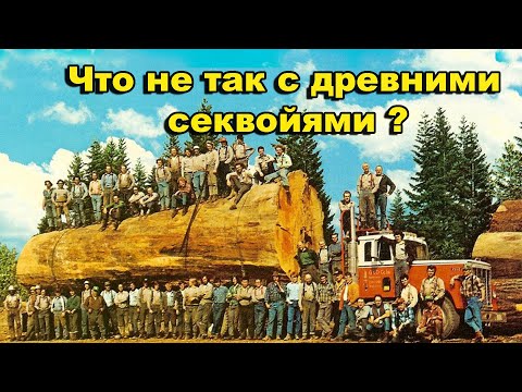 Видео: Что не так с древними секвойями Калифорнии?