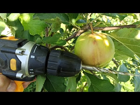 Видео: как развились прививки деревьев дрелью