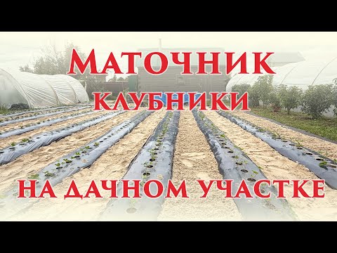 Видео: Часть дачного участка под маточник клубники. Для чего? Как обошлись без бугродела? Что высадили?