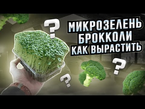 Видео: Микрозелень брокколи! Как вырастить? Как посадить брокколи рапини?