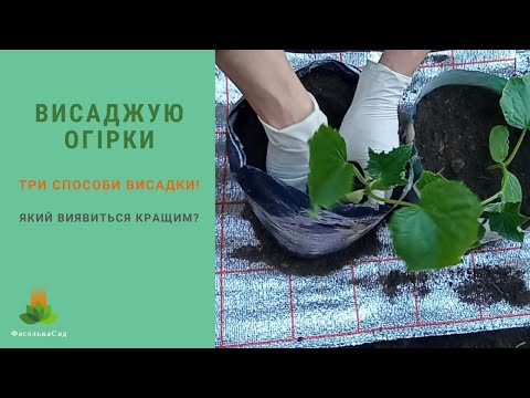 Видео: Висаджую огірки. Різні способи посадки! Огрки в мішку. Огірки в пакетах. Який спосіб кращий?