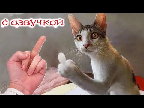 Видео: ПРИКОЛЫ С КОТАМИ! Смешные коты С ОЗВУЧКОЙ! САМЫЕ СМЕШНЫЕ ЖИВОТНЫЕ!