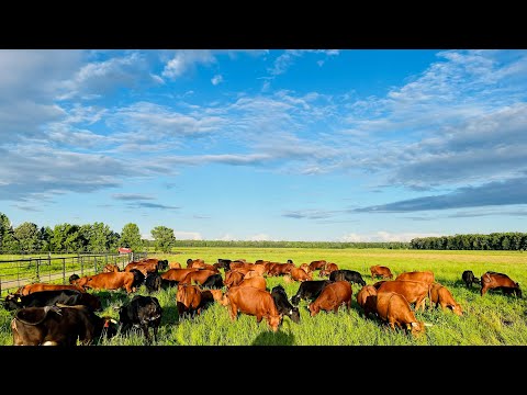 Видео: Как плотность скота более 500 000 фунтов влияет на сорняки на пастбище