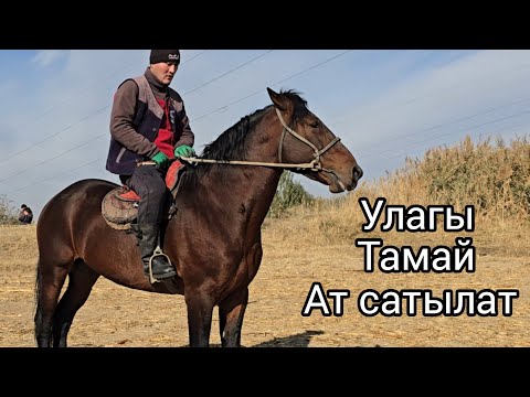 Видео: Улагы тамай Ат сатылат 6 ноября 2025 #жылкыбазар #атбазар #продажалошадей 