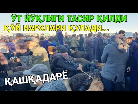Видео: ПИОНЕРКАДА НАРХЛАР СИНДИ.  ҚӮЗИ, ҚӮЧҚОР ВА ҚӮЙ НАРХЛАРИ. ҚАШҚАДАРЁ ҚАМАШИ. 14-НОЯБР 2025-ЙИЛ