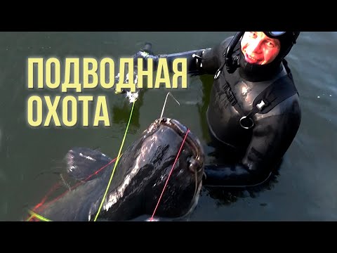 Видео: Подводная охота