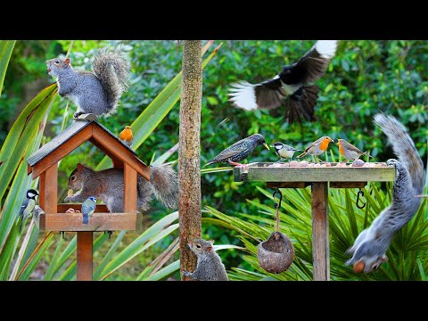 Видео: [NO ADS] Кино Для кошек и собак 😸 Красивые птицы и белки на птичьем столе 🕊️ птички для кошек