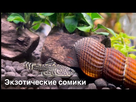 Видео: Птичий Рынок 2024 / Поставка из Вьетнама / Породистые меченосцы / Mos-fish