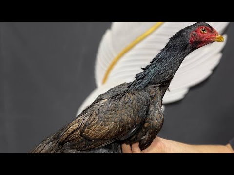 Видео: АССАЛОМУ АЛЛЕКУМ ХАММАГА ПАРВОЗЛАР УЧУН ЯНГИЛИК 