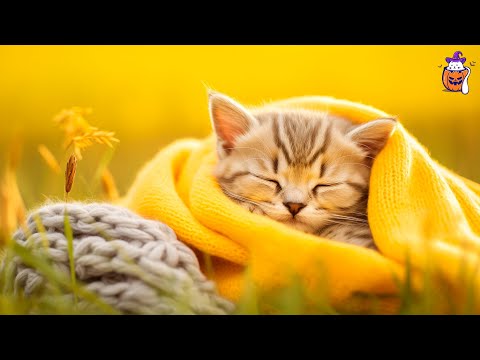 Видео: Purr-Fect осень naptime: кошачья музыкальная компиляция | Любимая фортепианная музыка кошки