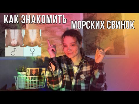 Видео: Как ПРАВИЛЬНО ЗНАКОМИТЬ морских свинок?🤔🤩 ?ОДНОПОЛЫЙ? КАСТРАЦИЯ?