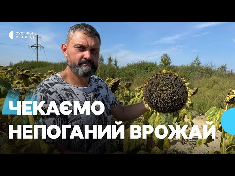 Видео: Фермер із Закарпаття Віктор Карабін понад 20 років вирощує зернові культури