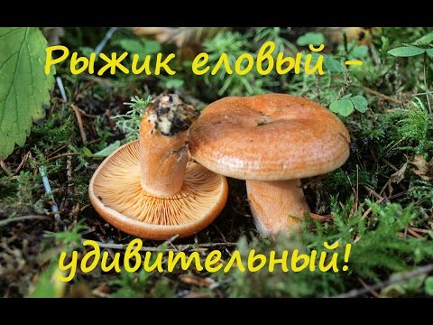 Видео: Рыжик еловый - удивительный!