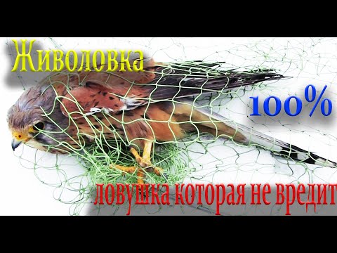 Видео: Ловушка на сокола ястреба НО МОЖНО И НА ФАЗАНА