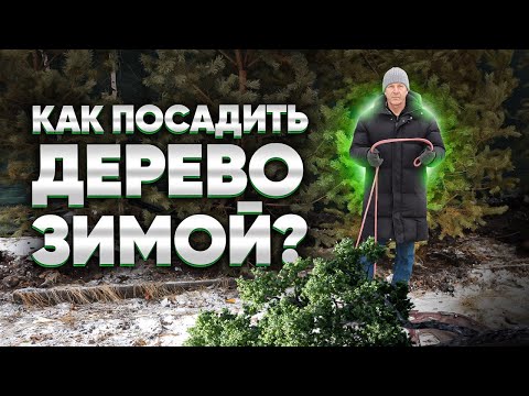 Видео: Как посадить дерево зимой? Зимняя посадка деревьев: почему это лучше, чем весной или осенью?