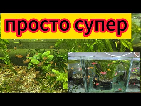Видео: Наконец-то это случилось