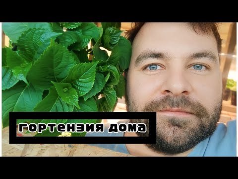 Видео: Гортензии уход | Крупнолистная гортензия