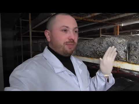 Видео: Бочонок или Хрустик.Нашли заражения компоста до открытия пленки. Болезни шампиньонов.