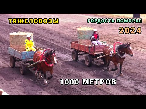 Видео: Заезд лошадей тяжеловозных пород - Гордость Поморья 2024