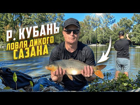 Видео: ОСЕННЯЯ РЫБАЛКА НА САЗАНА, РЕКА КУБАНЬ, ЖАРЕНАЯ РЫБКА, СЛОВИЛ ЗНАЧИТ ПОЕЛ