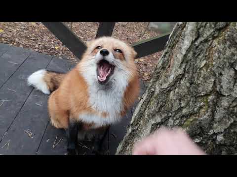 Видео: Алтса - лиса. Новые ответы на вопросы, готов делать. Задавайте