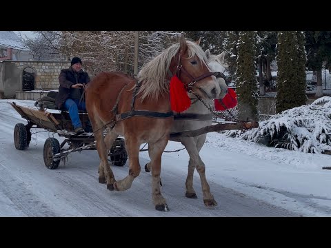 Видео: Коні Ваговози💣Гордий на продажу💪Лошак по Гордому🥊Коні на Продажу👍