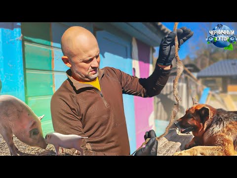 Видео: Жизнь в лесу с мечтами о новых стройках и путешествиях.Поросята впервые выходят из сарая