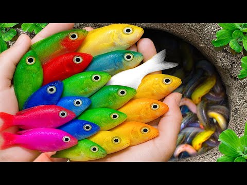 Видео: Поймайте в небольшом пруду красивых аквариумных рыбок: детенышей черепах, кои, рыбок-карандашей, ...