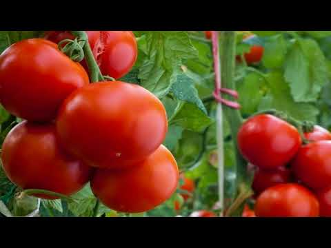 Видео: ВНЕКОРНЕВЫЕ ПОДКОРМКИ ПОМИДОР