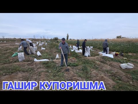 Видео: 3 ноября 2025 ГАШИР КУПОРИШМА САБЗИ ЙИГ'М ТЕРИМ МАРХАМАТ