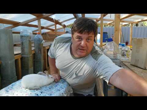 Видео: Лечение вздутий у кроликов ИННОВАЦИОННЫЙ метод !!!!! INNOVATIVE method