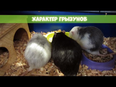 Видео: ХАРАКТЕР МОИХ ГРЫЗУНОВ || Почему крыса не приручается?