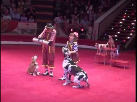 Видео: Yakuboskie.ru DogShow Clowns with dogs Moscow Circus Клоуны с собачками