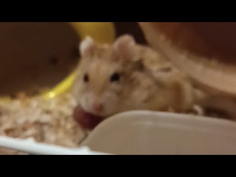 Видео: У моего хомяка появилась опухоль! Что делать?