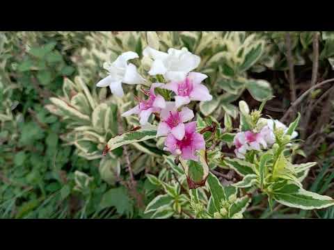 Видео: Красивые деревья в парке. Ранняя утренняя прогулка.