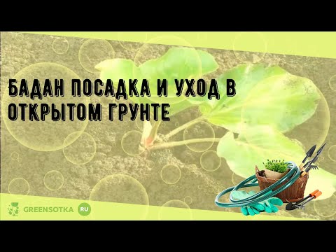 Видео: Бадан посадка и уход в открытом грунте